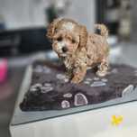 Przepiękny Chłopczyk Maltipoo