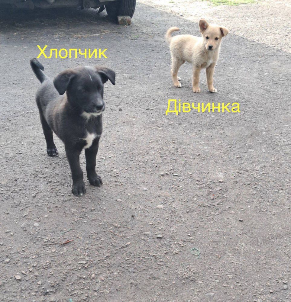 Віддам безкоштовно собак