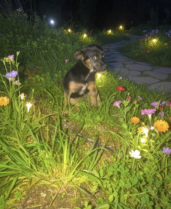 Cadelinha com 6 meses