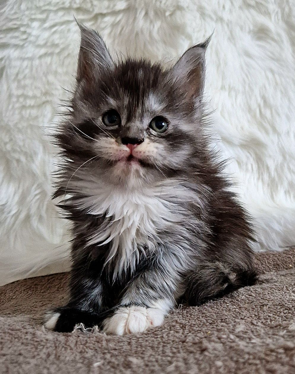 Maine Coon, kotka, rodowód FPL