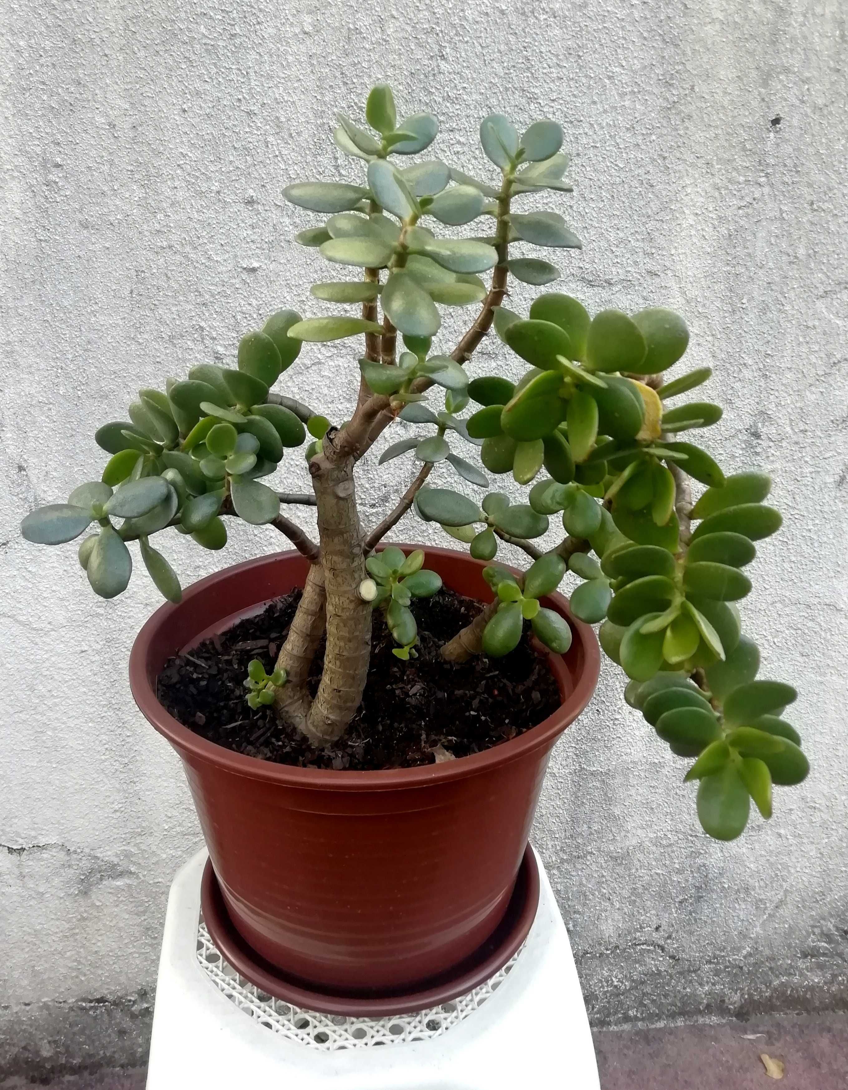 Planta Natural Jade, atrai a Sorte e Dinheiro