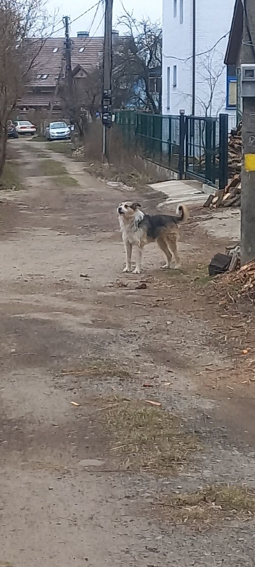 Собака загубився під час обстрілів