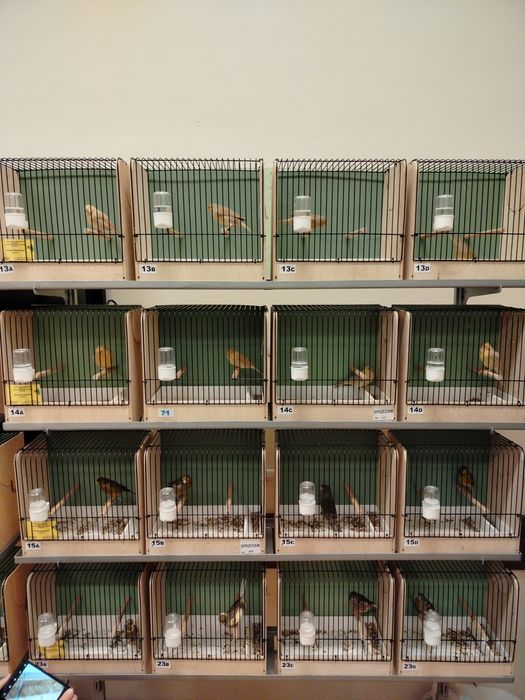 Kanarki samiczki i samce