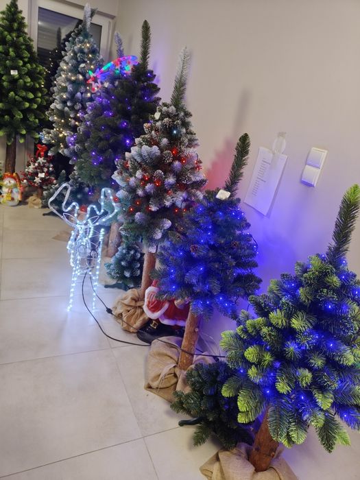 Sosna diamentowa na pniu