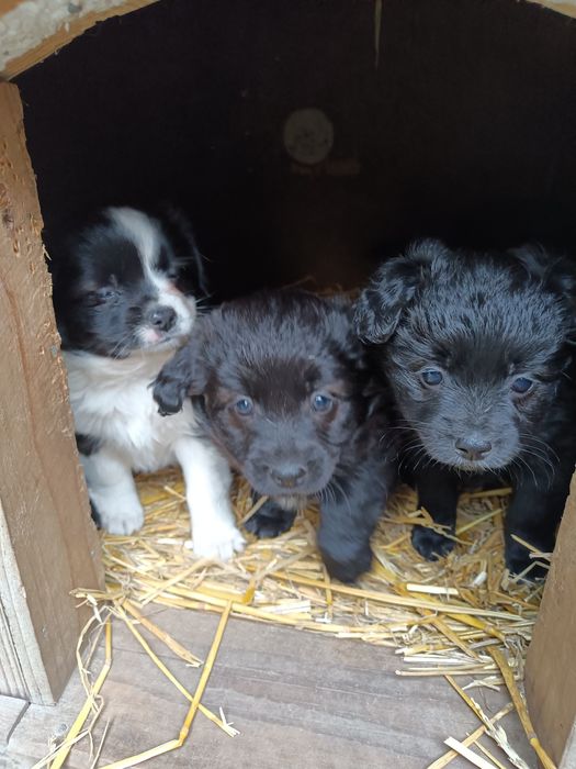 Małe pieski do oddania