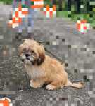 Lhasa apso slodki maluszek