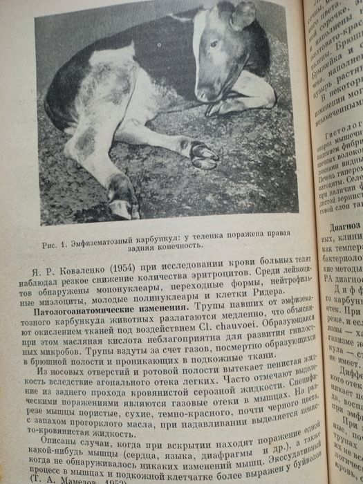 Инфекциозние болезни крупного рогатого скота