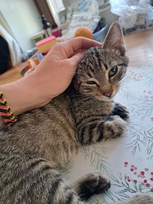 Pyza- bura, mała 5- miesięczna kotka do adopcji