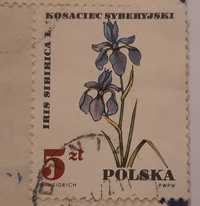 Znaczek pocztowy kosaciec syberyjski iris sibirica l. 5 zł złotych