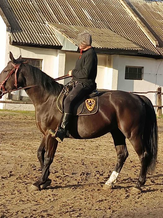 Sprzedam 4 letniego wałacha PKS