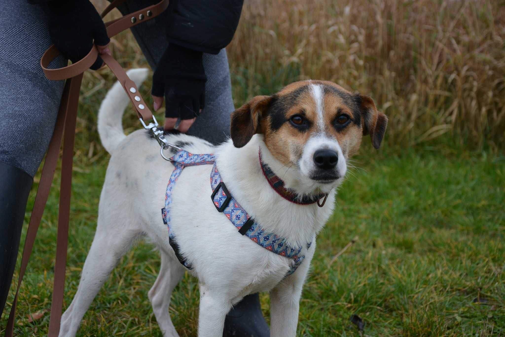 Brodi - średniak, wesoły i łaknący kontaktu z człowiekiem do adopcji.