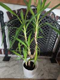 Piekna Yuka , Dracena wys 120cm