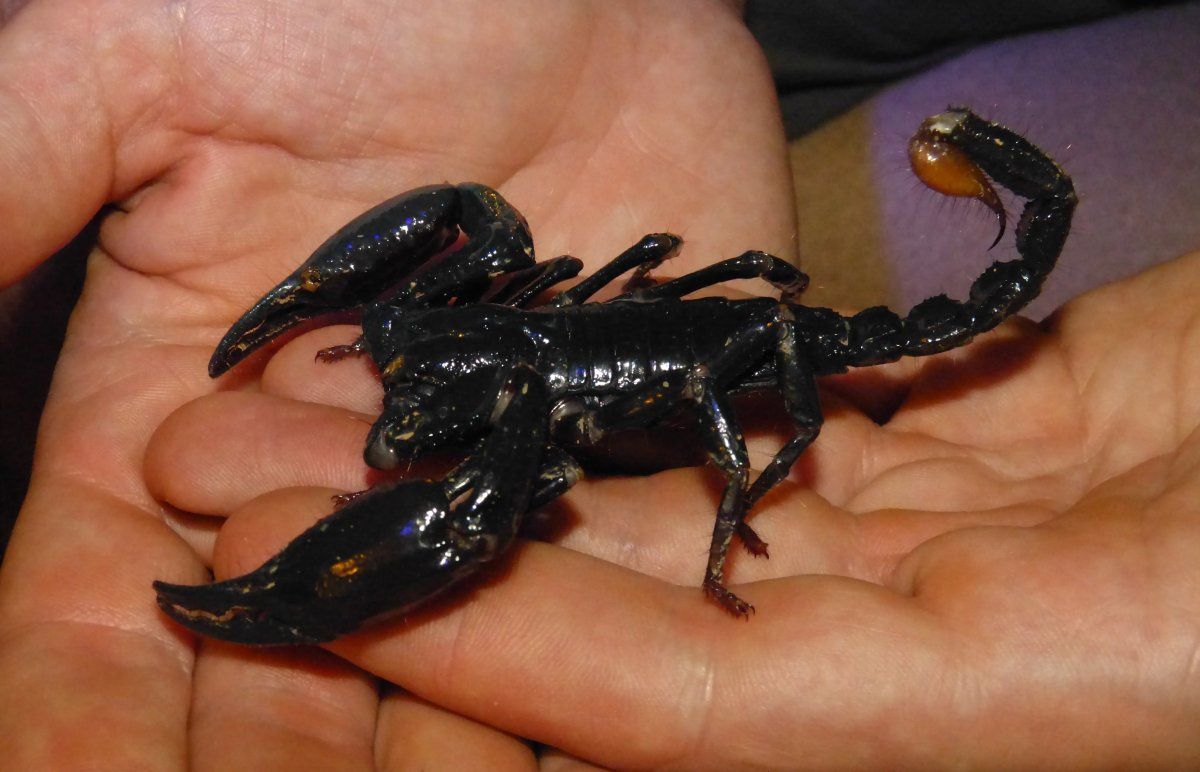 Скорпион большой лесной скорпион малыши.