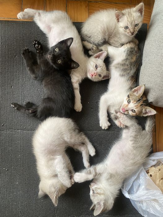 Gatinhos 2 meses para adopção
