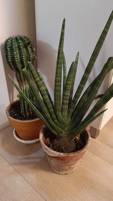 oddam za darmo kaktusa i dwie sansewiery cylindryczne