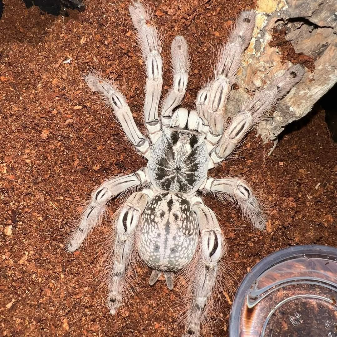 Heteroscodra maculata L1