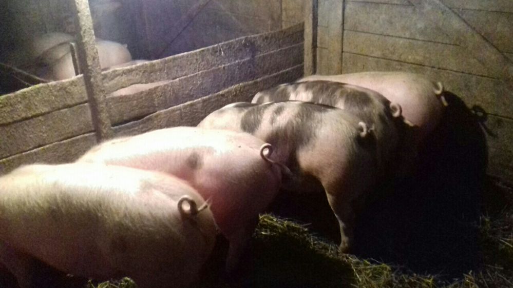 Продам  свиней живою вагою