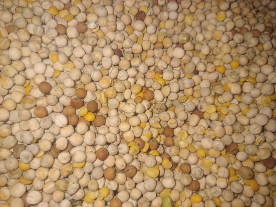 Sprzedam groch ostinato