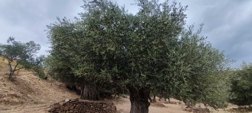Azeite Biológico  Vila Nova de Foz Côa