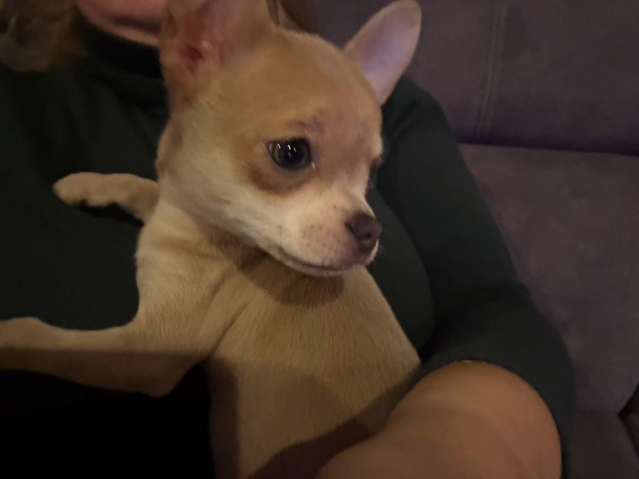Chihuahua suczka ostatnia