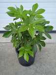 Planta bonita para vaso ou jardim