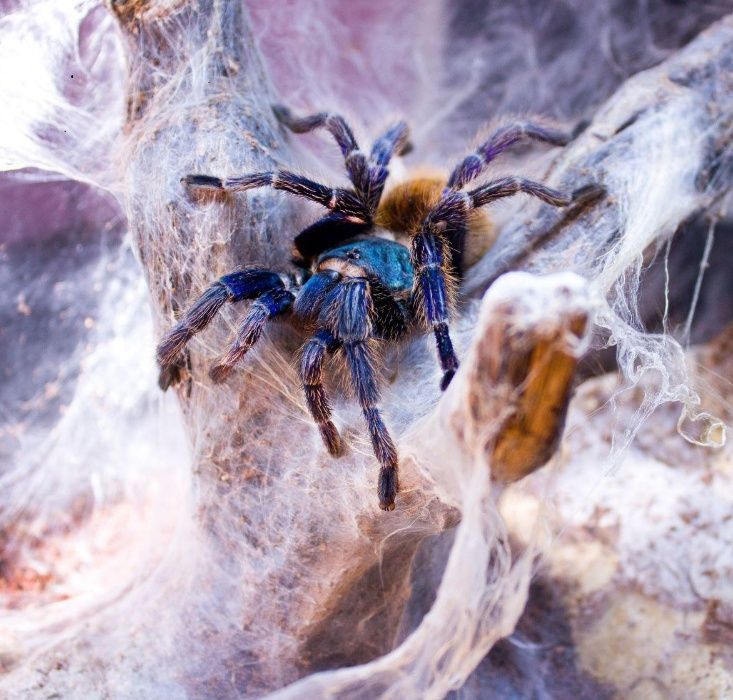 Пауки Птицееды Скорпионы экзотические животные Spiders House новичкам