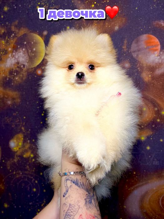 Пушистые кремовые щенки шпица — 5 маленьких солнышек