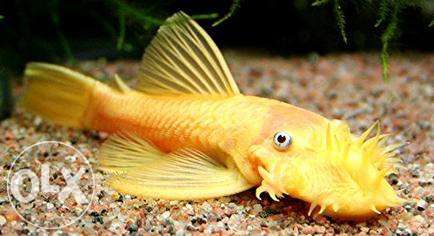 glonojad zbrojnik złoty bielsko