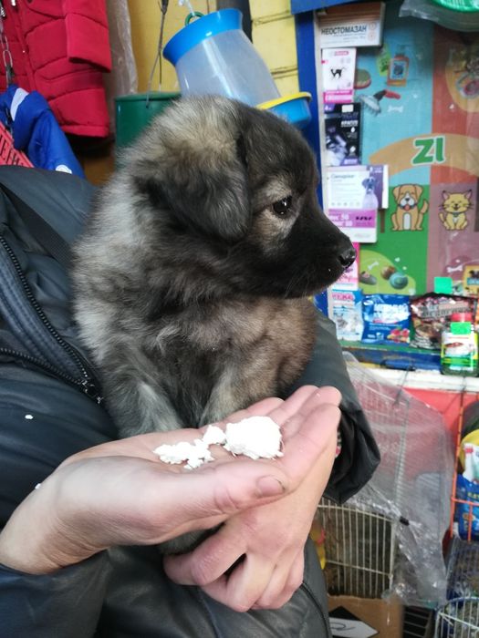 Щенки   бесплатно 12 шт месячные