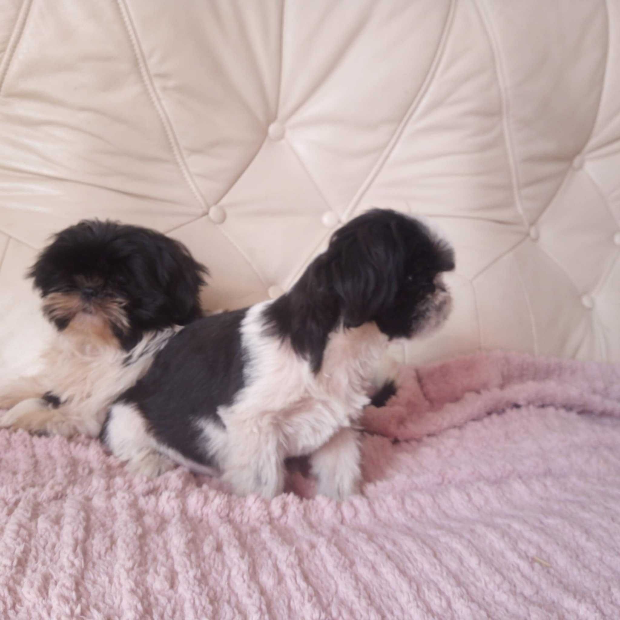Shih-tzu szczeniaczek gotowy na zmianę domu