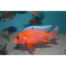 Alunocara Firefish para
