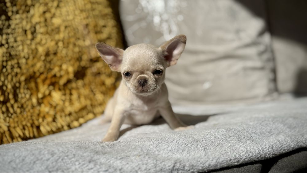 Chihuahua PIESEK kremowy MINI XXS *gotowy do odbioru