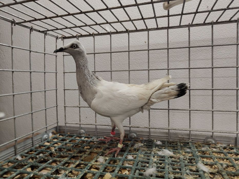 Jasny samiec 2021 gołębie