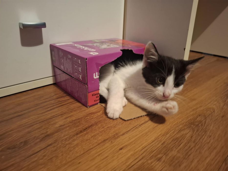 OKAZJA! Bardzo milutka koteczka