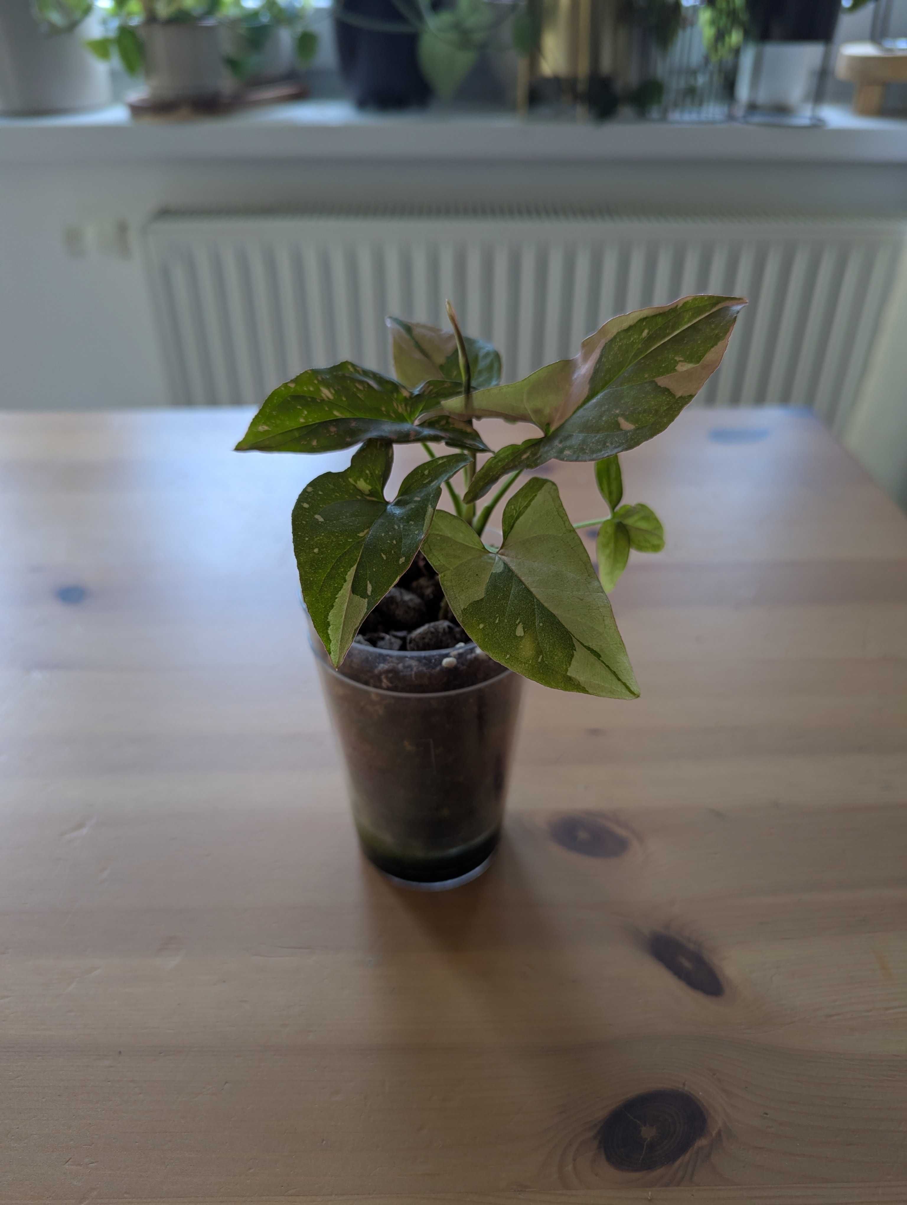 Syngonium różne odmiany