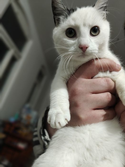 Fred i Welma szukają swoich ludzi