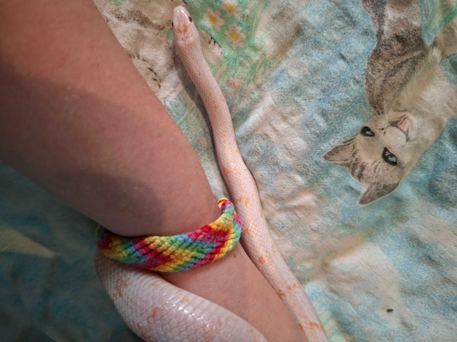 Wąż hybryda zbożówki