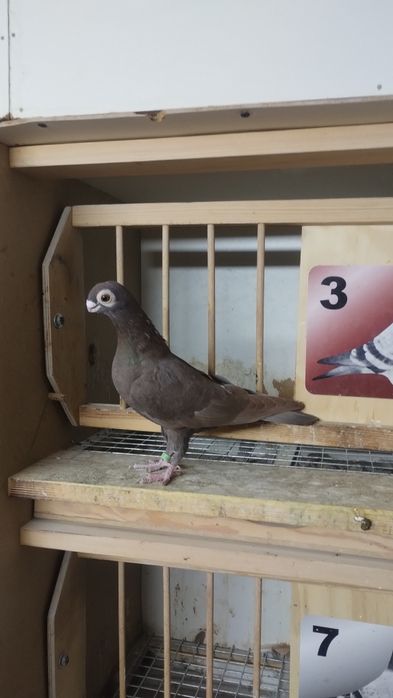 Brodawczaki gołębie ozdobne