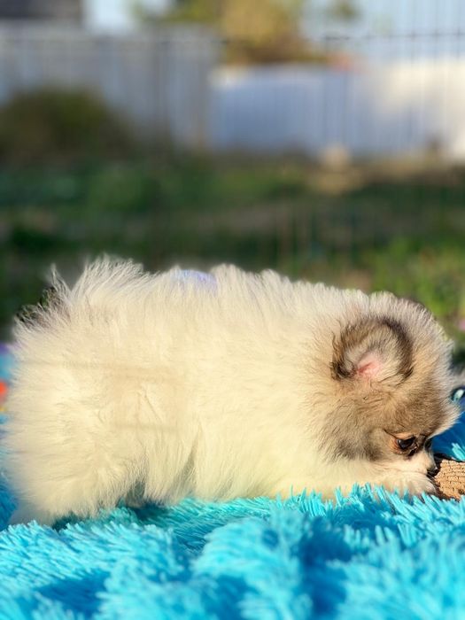 Lulu da Pomerânia micro miniatura com Lop e Afixo