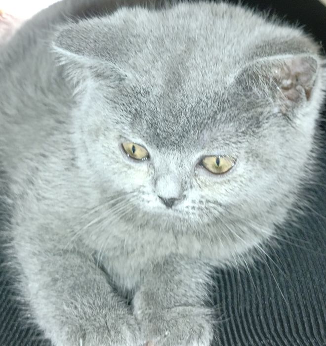 Британські чистокровні прямовухі  плюшеві кошенята,з голубим окрасом