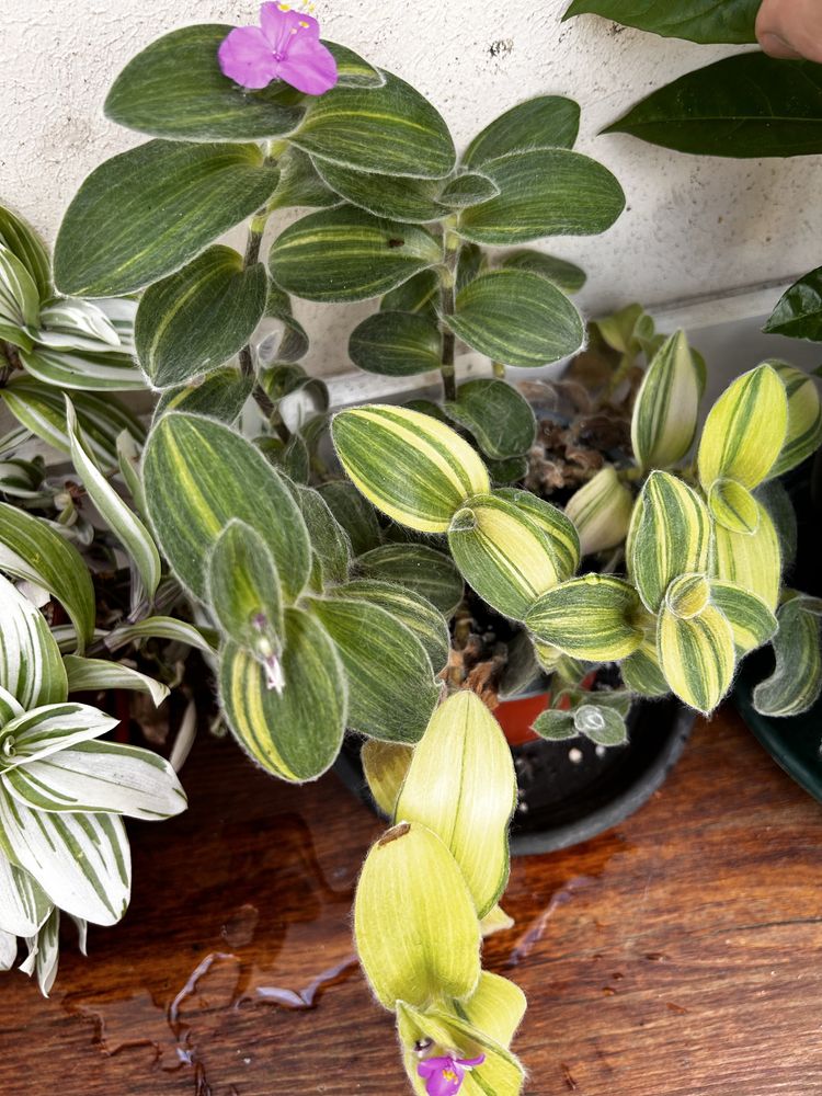 Tradescantia sillamontana, albiflora 'Nanouk', brightness, zebrina