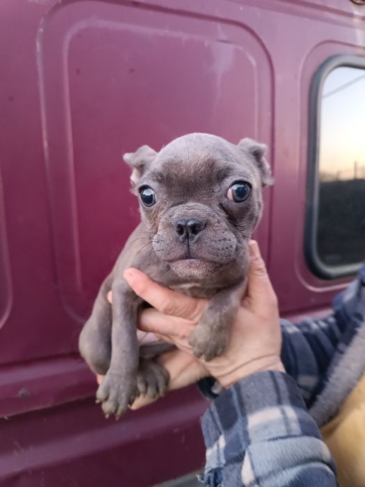 Чудові,красиві, розумні, різного забарвлення француз,з доставкою довас