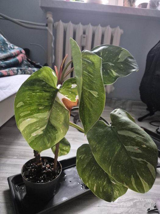 Philodendron white princess x pink princess