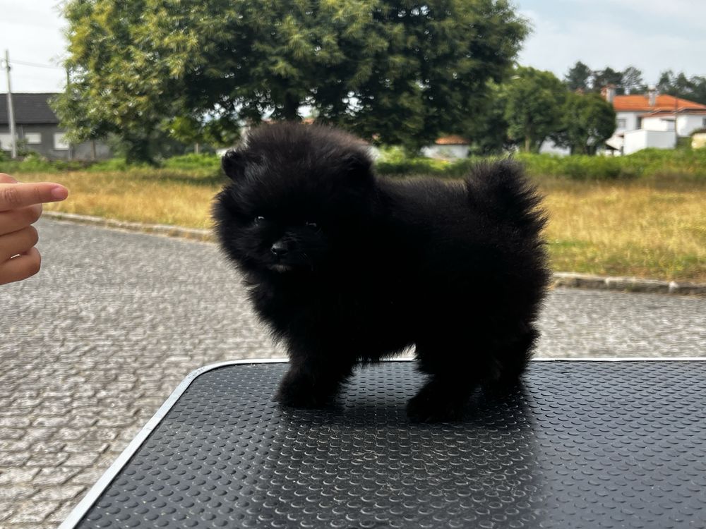 Lulu da pomerania spitz anao