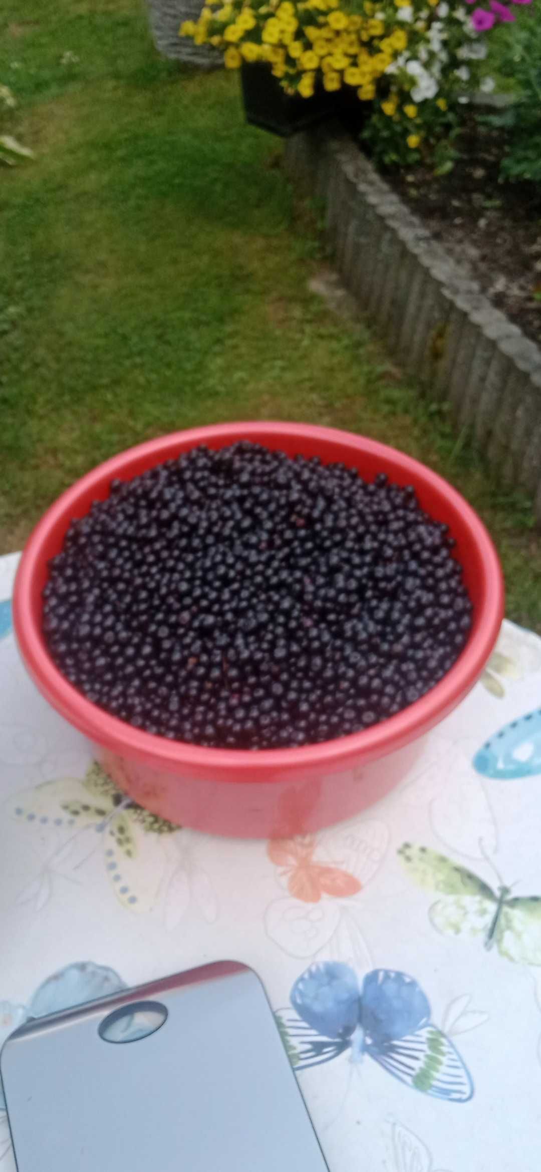 Jagody leśne czysta 30 za kg
