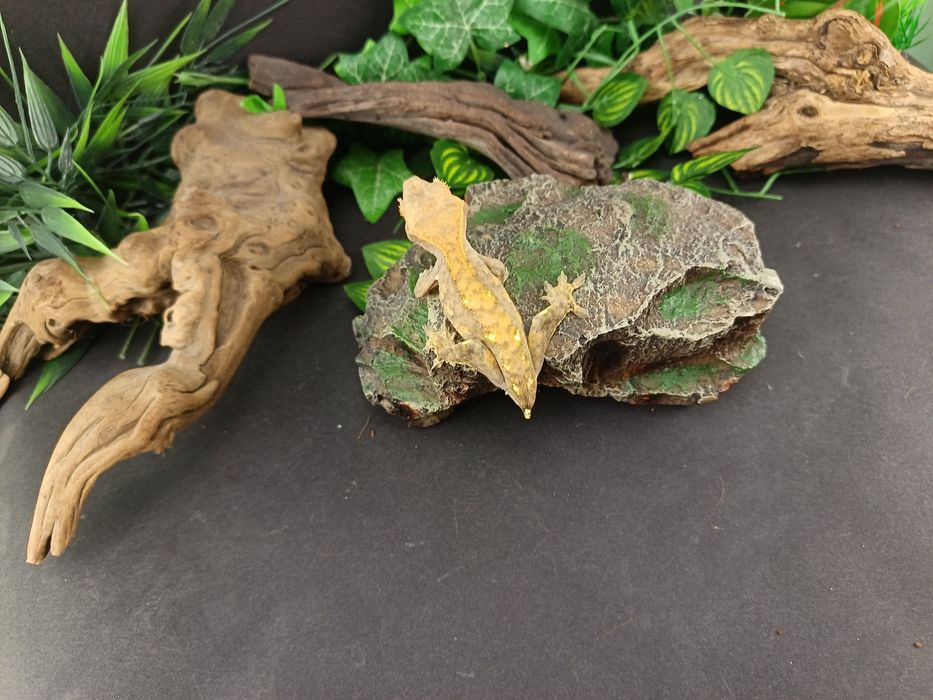 Gekon Orzęsiony z Nowej Kaledonii  nr ref. CC49