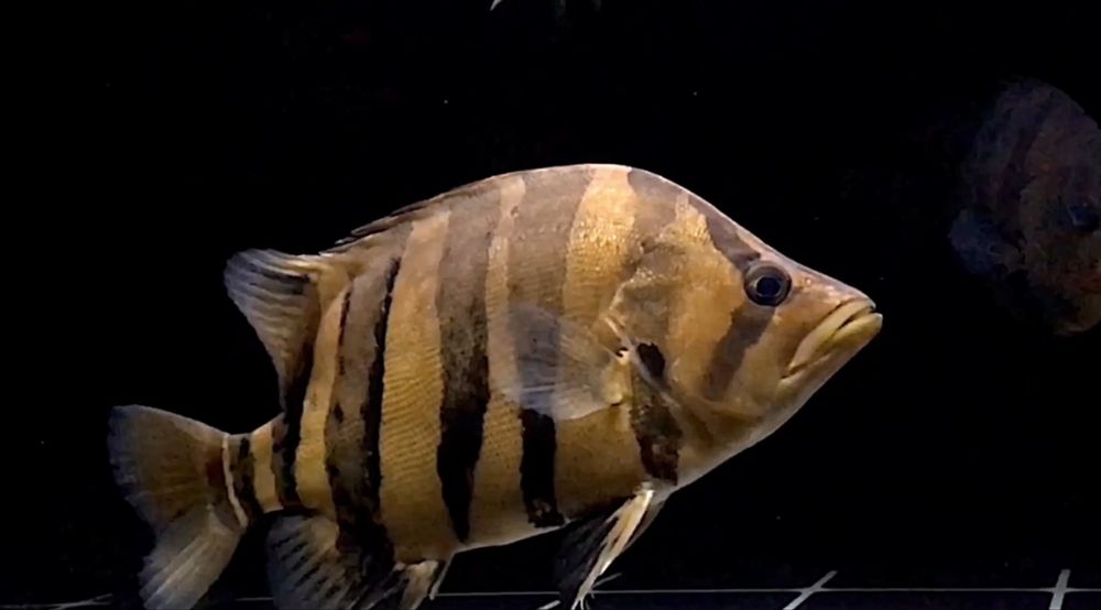 Datnoid Microlepis