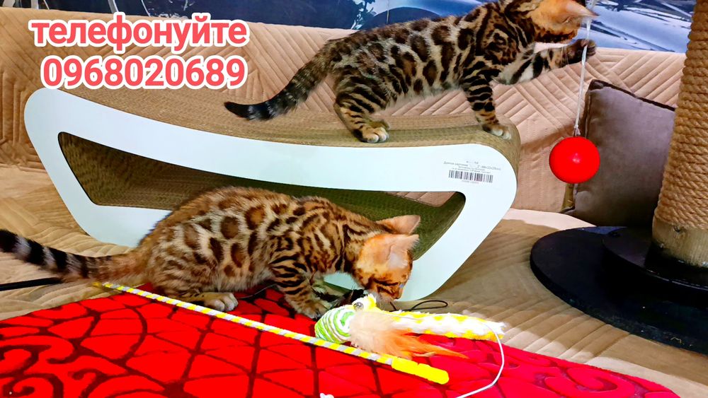 Бенгальські кошенята — міні-леопардики для вас!