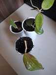 Zestaw - hoja hoya South of Thailand, Bogor/Pallida, Black Margin