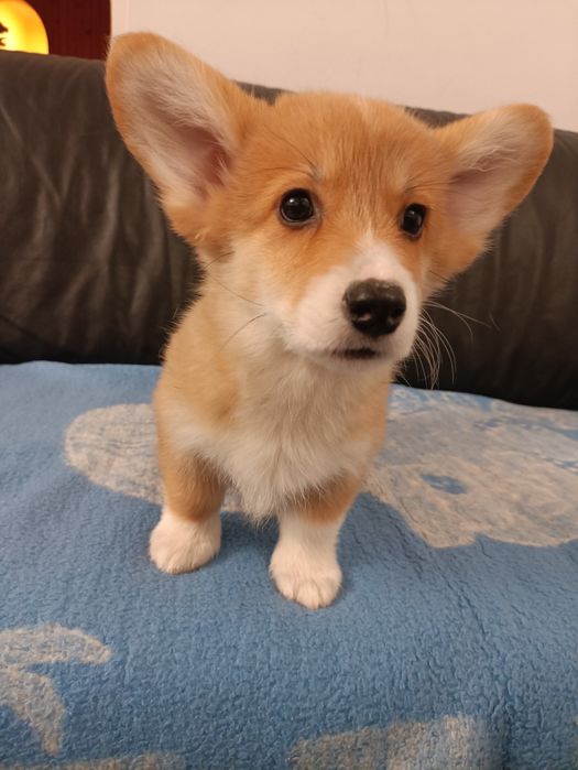 Welsh Corgi Pembroke